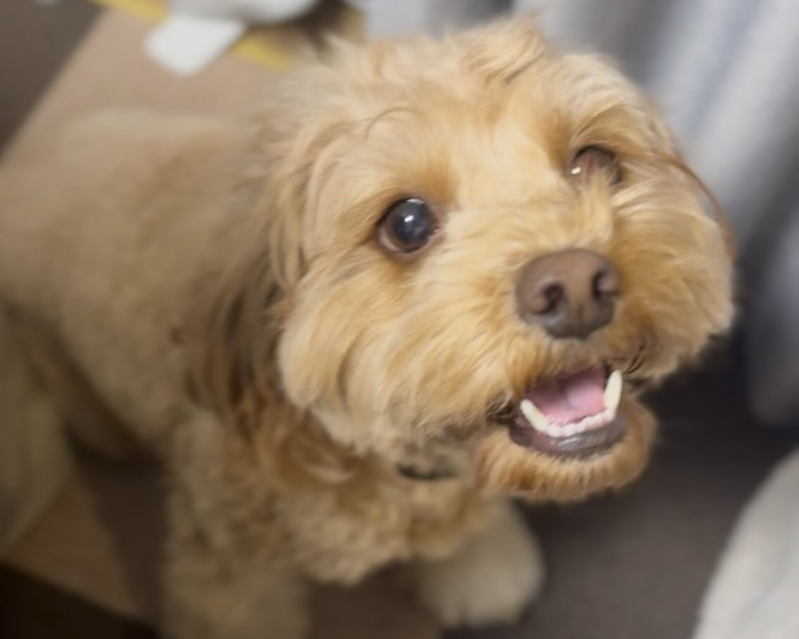 キャバリア×トイプードルの女の子