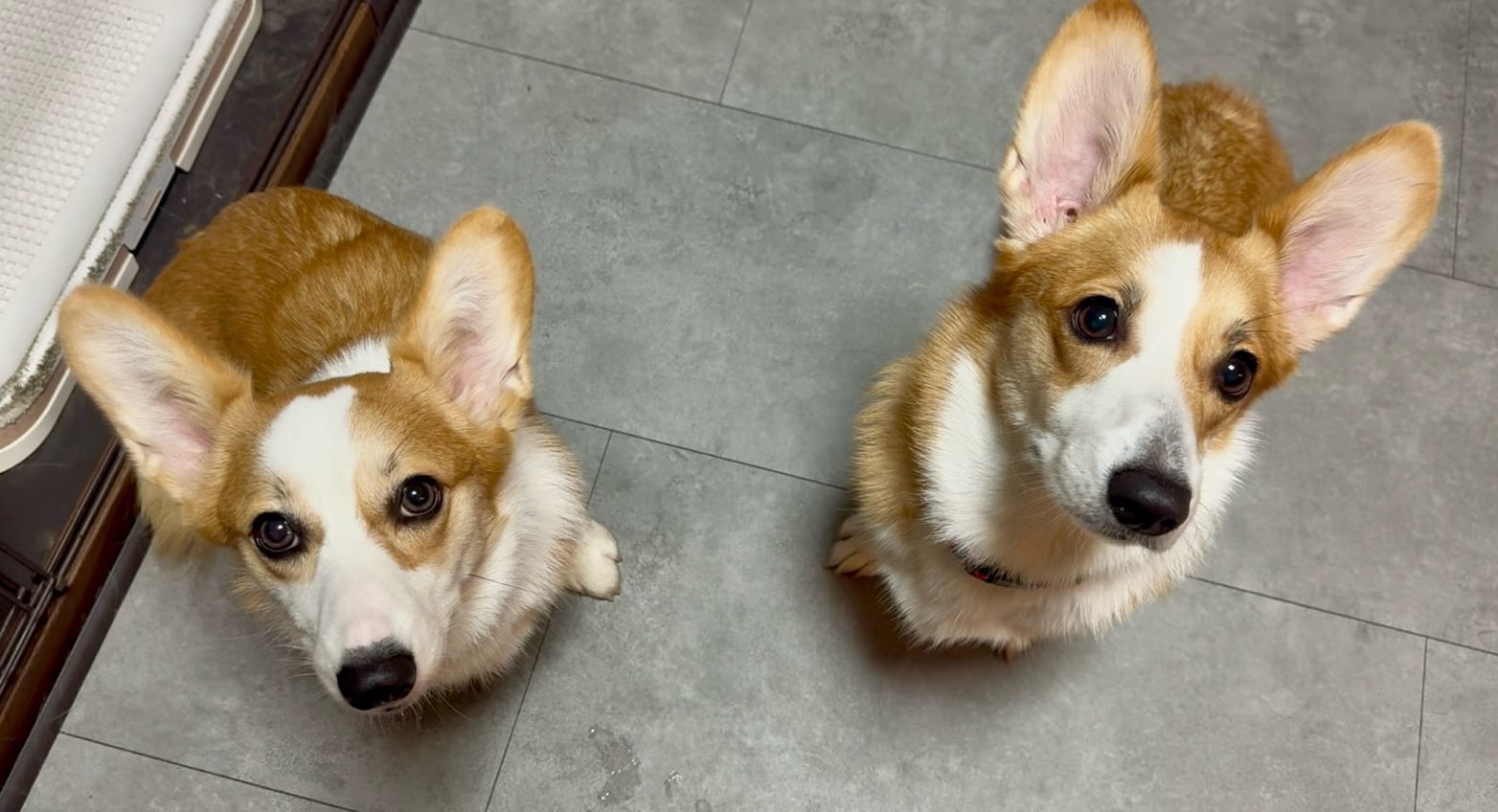 コーギーの女の子たち
