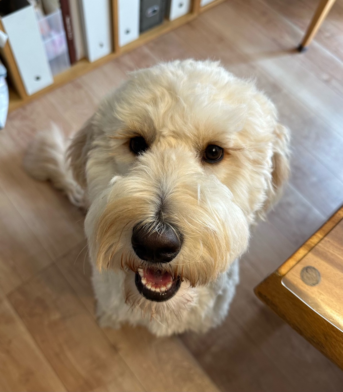 ゴールデンドゥ―ドルの女の子