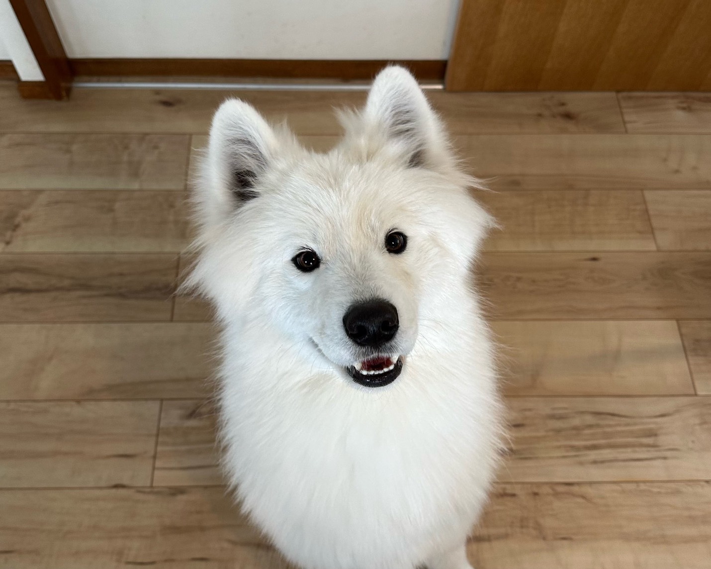 サモエドの男の子
