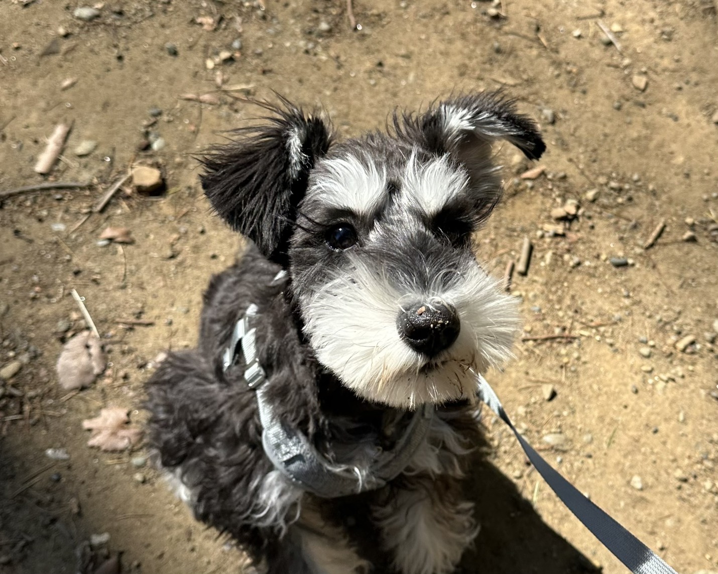 M.シュナウザーの女の子