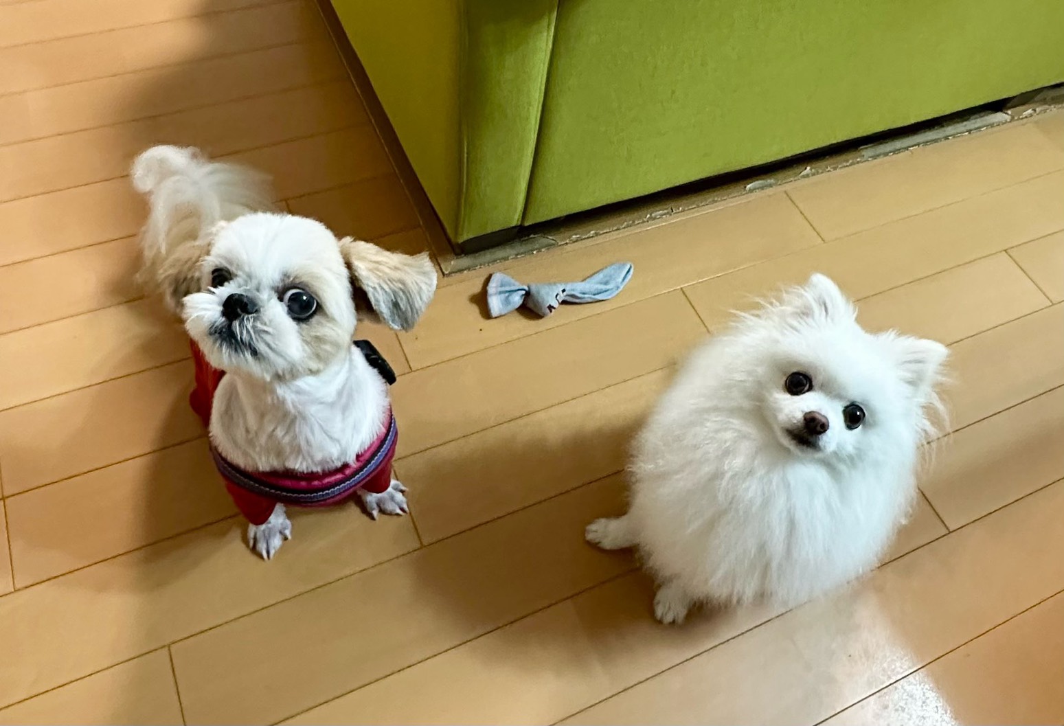 シーズーの女の子とポメラニアンの男の子