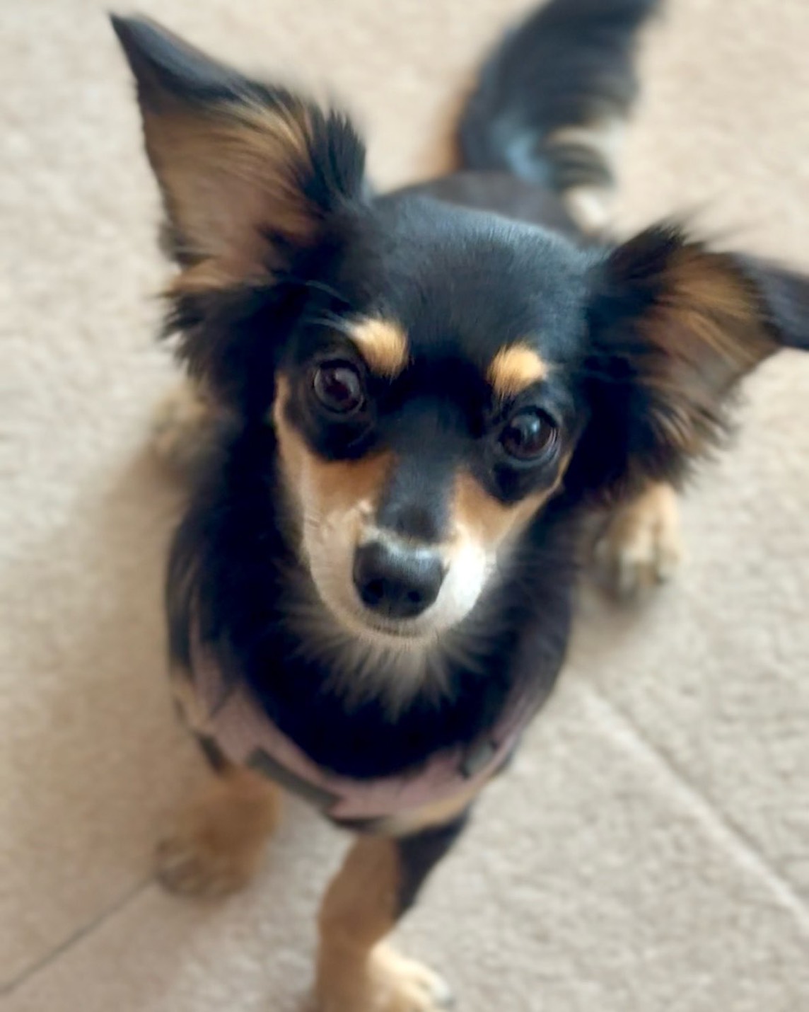 チワックスの女の子