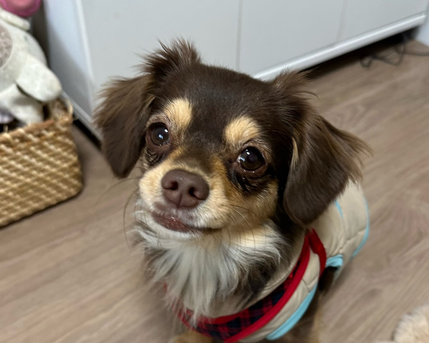 チワックスの女の子