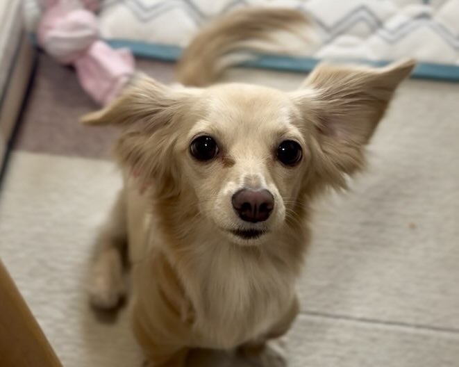 チワックスの女の子