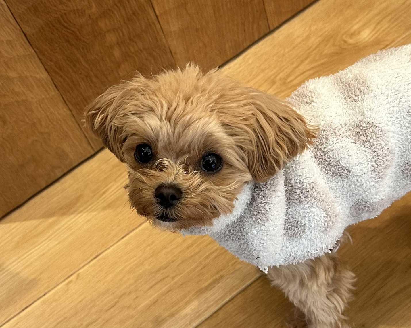 チワワ×トイプードルの女の子