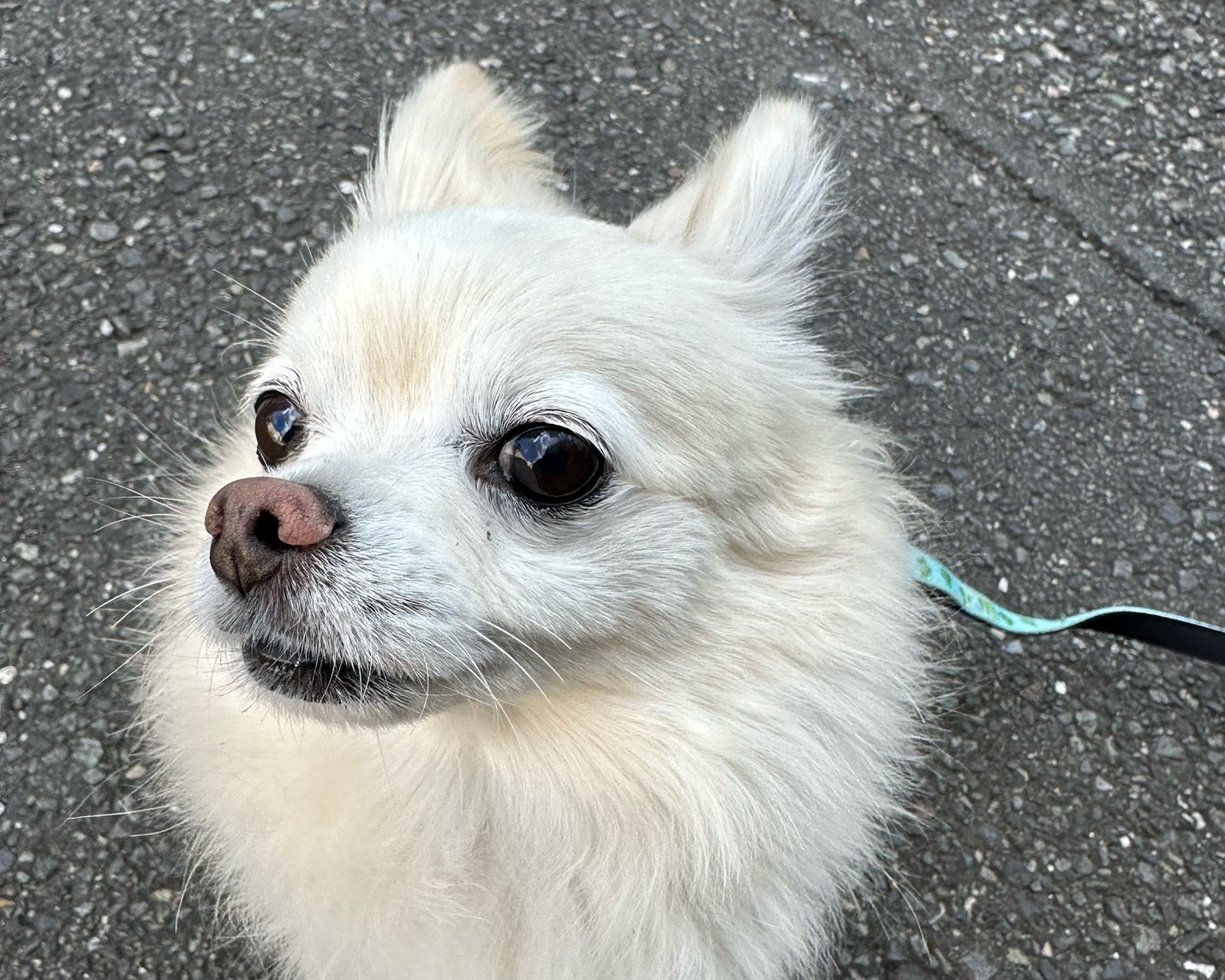 チワワ×ポメラニアンの男の子