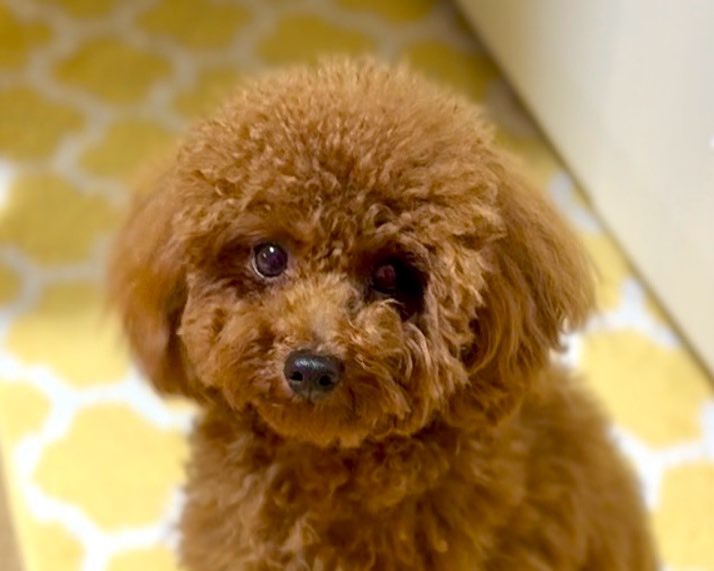 トイプードルの女の子