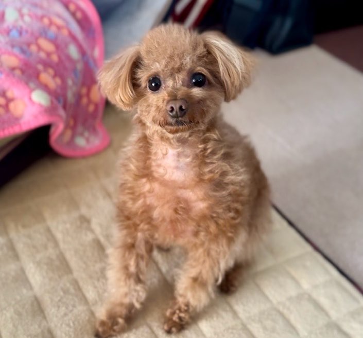 トイプードルの男の子