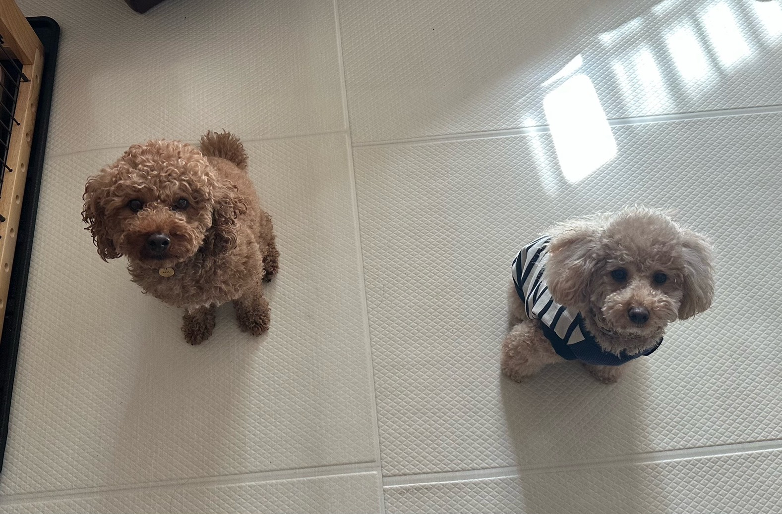 トイプードルの男の子と女の子