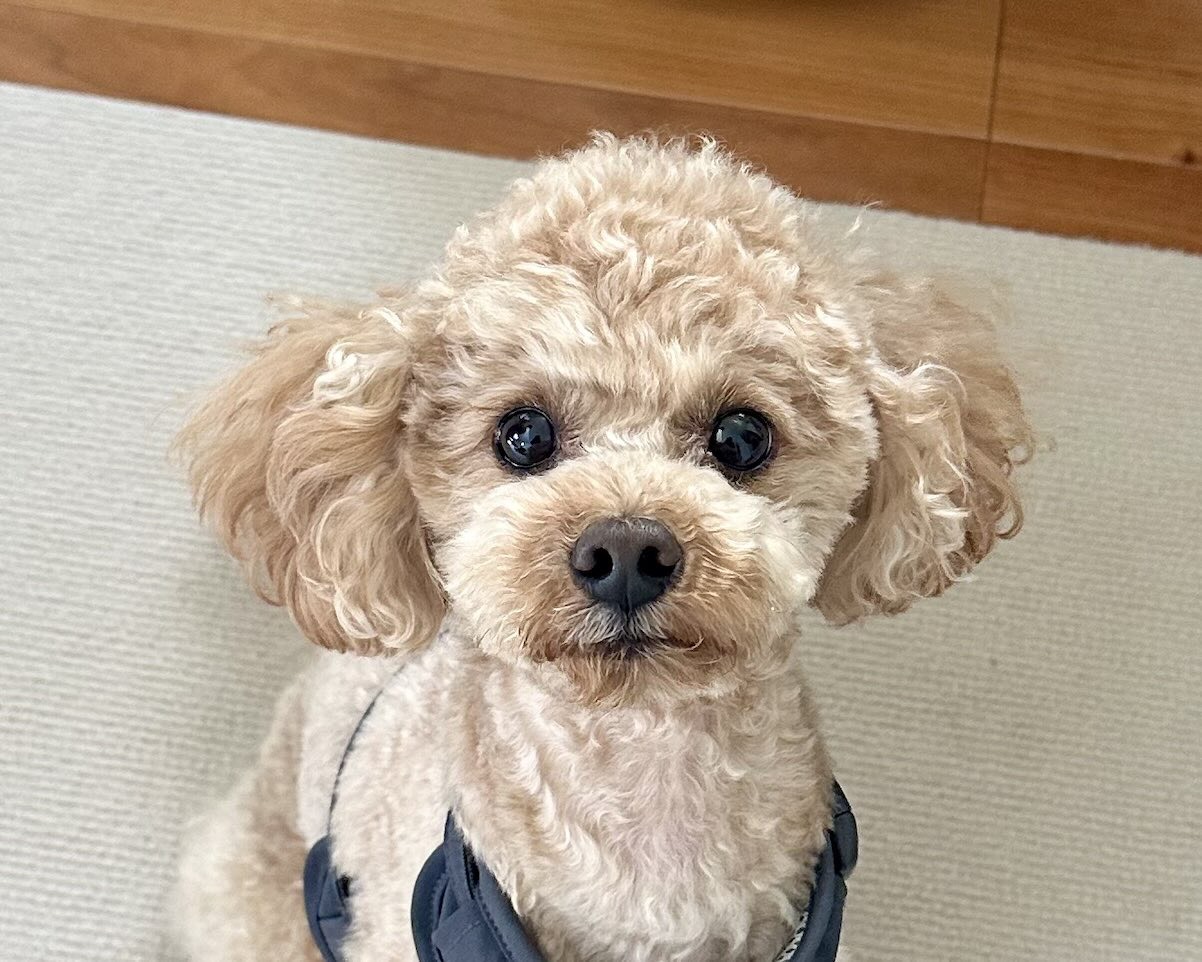 トイプードルの男の子