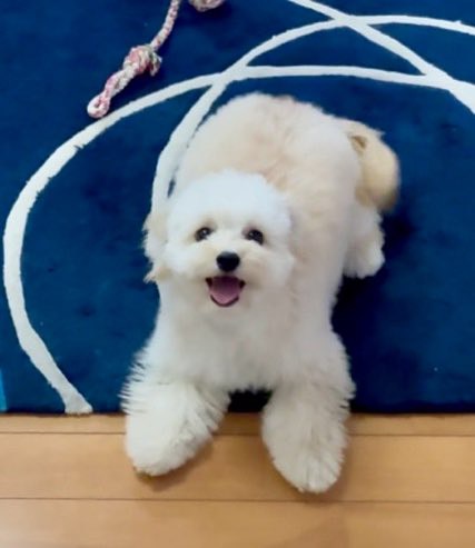 トイプードル×シーズーの男の子