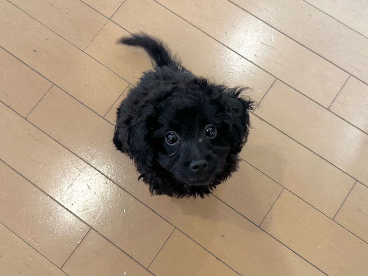 トイプードル×マルプーの女の子