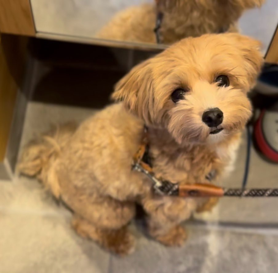 マルチーズ×トイプードルの女の子