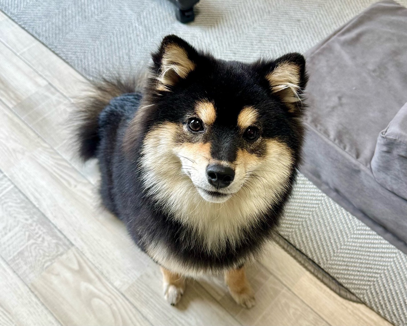 柴犬×ポメラニアンの女の子